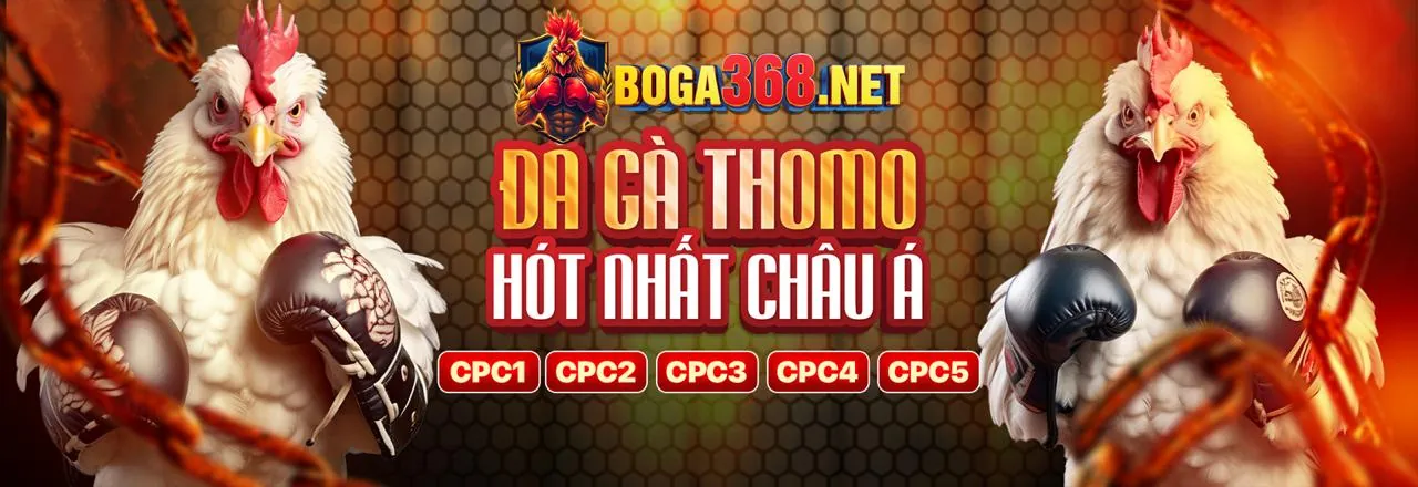 Sân đấu đá gà kịch tính tại ok8